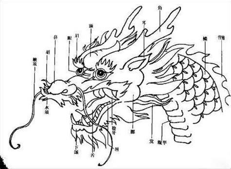 一條好龍 畫|如何繪製龍：入門指南 